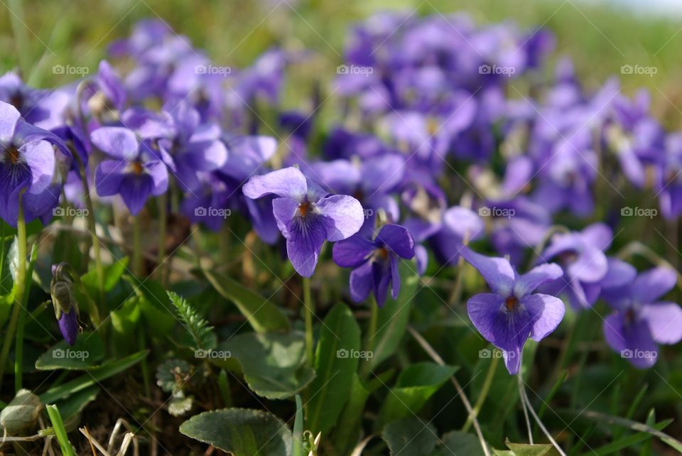 Wildflowers