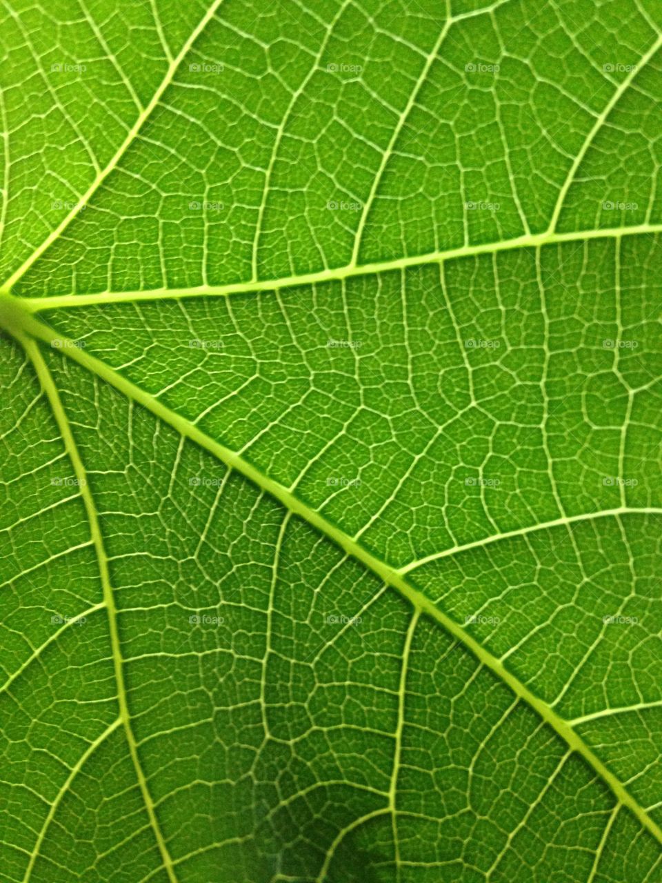 Veins. Fig tree leaf