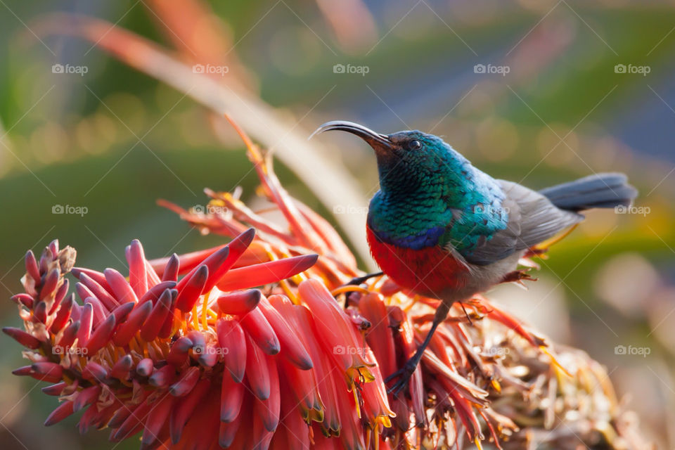 green blue red africa by mike007