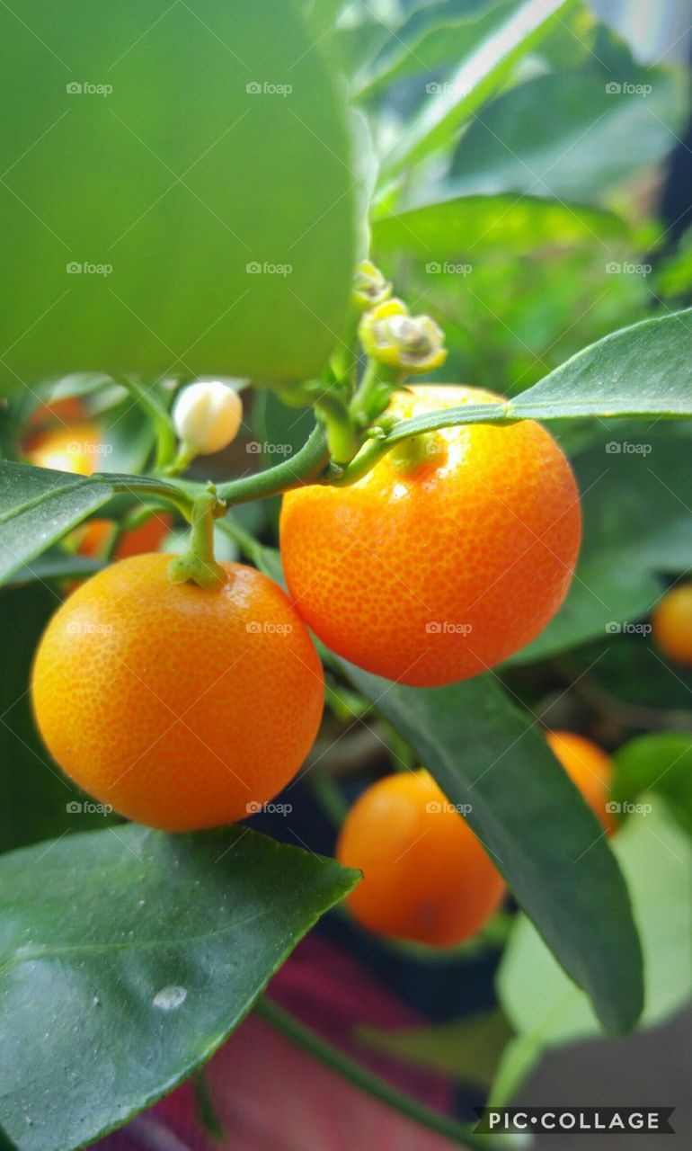 tangerines on the tree