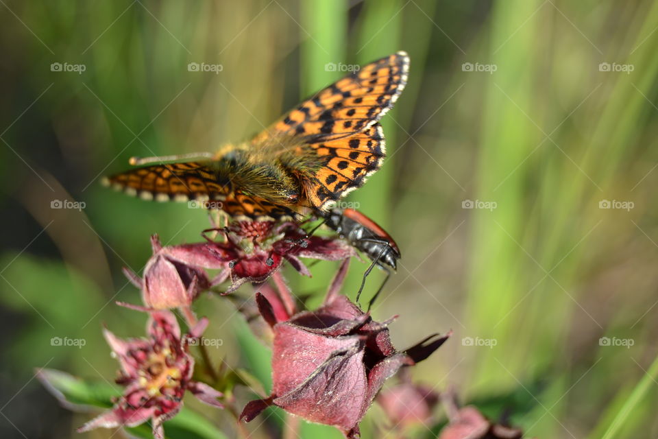 butterfly and a bug sharing a taste of a nectar