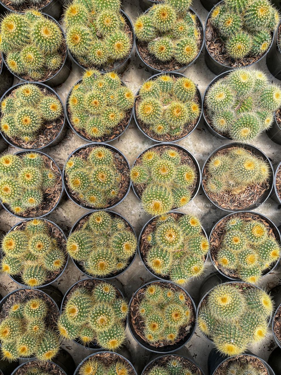 Chubby circle cactus on vase