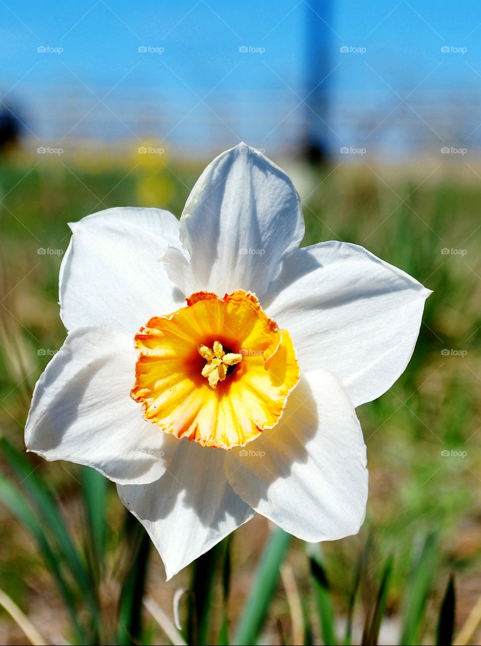 narcissus