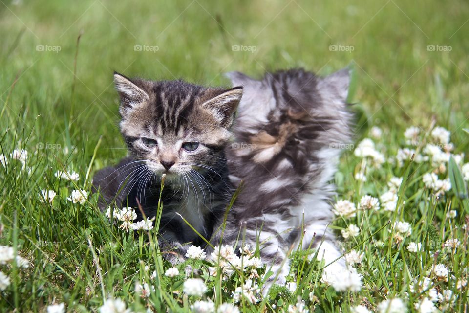 Curious kitten in the garden