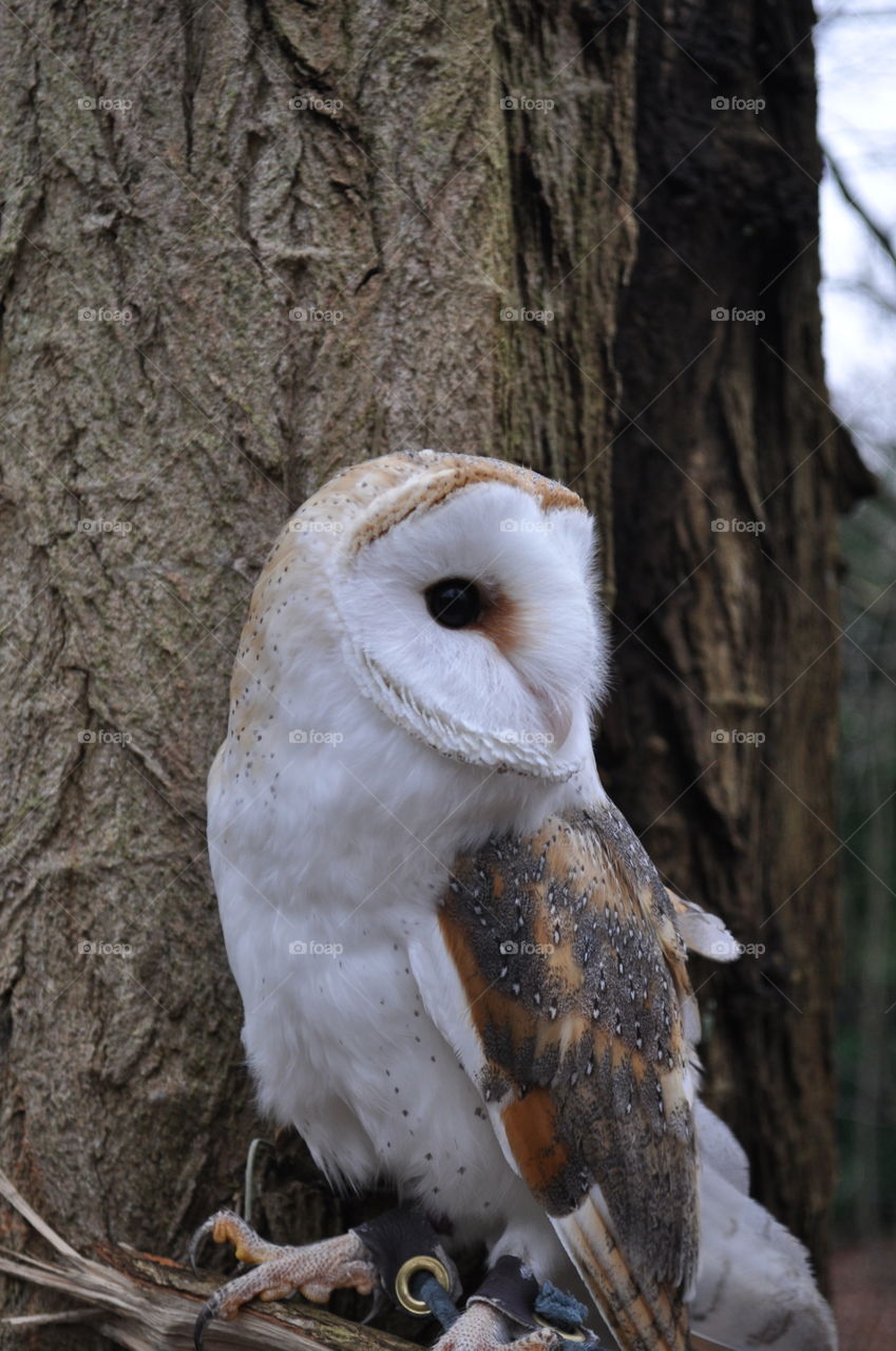Barn owl in a tree