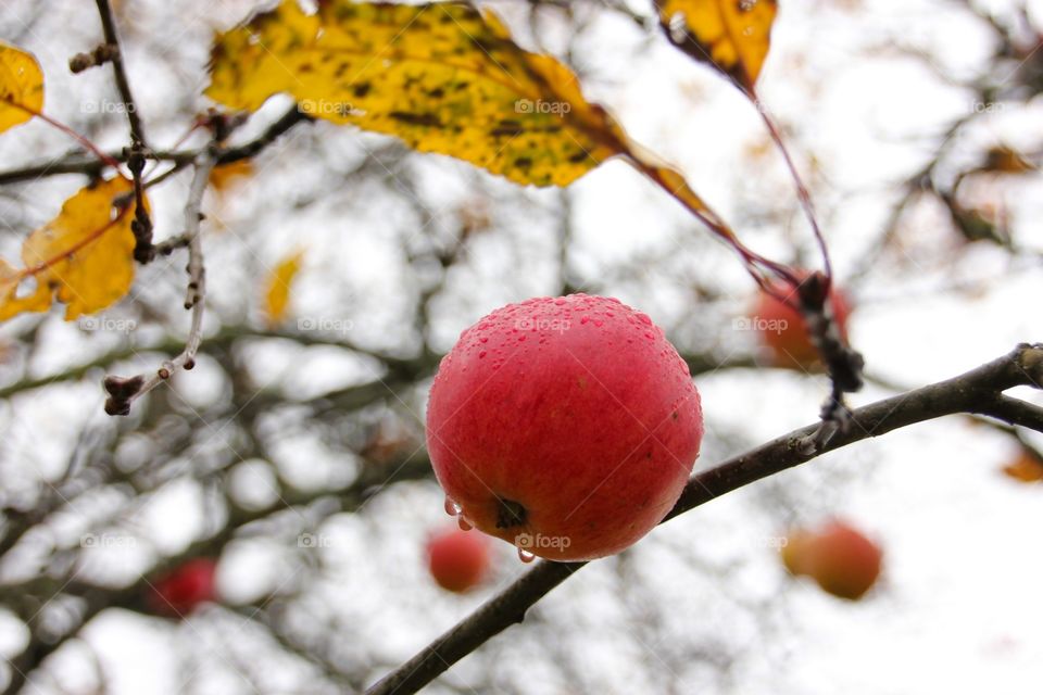 Red apple in tree