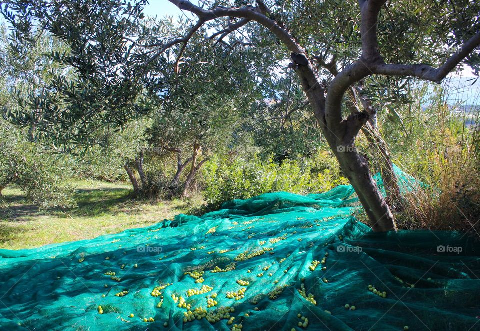 November olive harvest in the Mediterranean