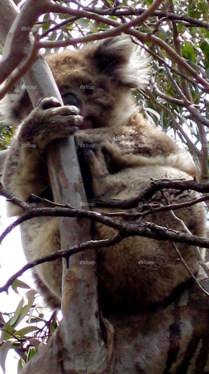 Koala in Australia.