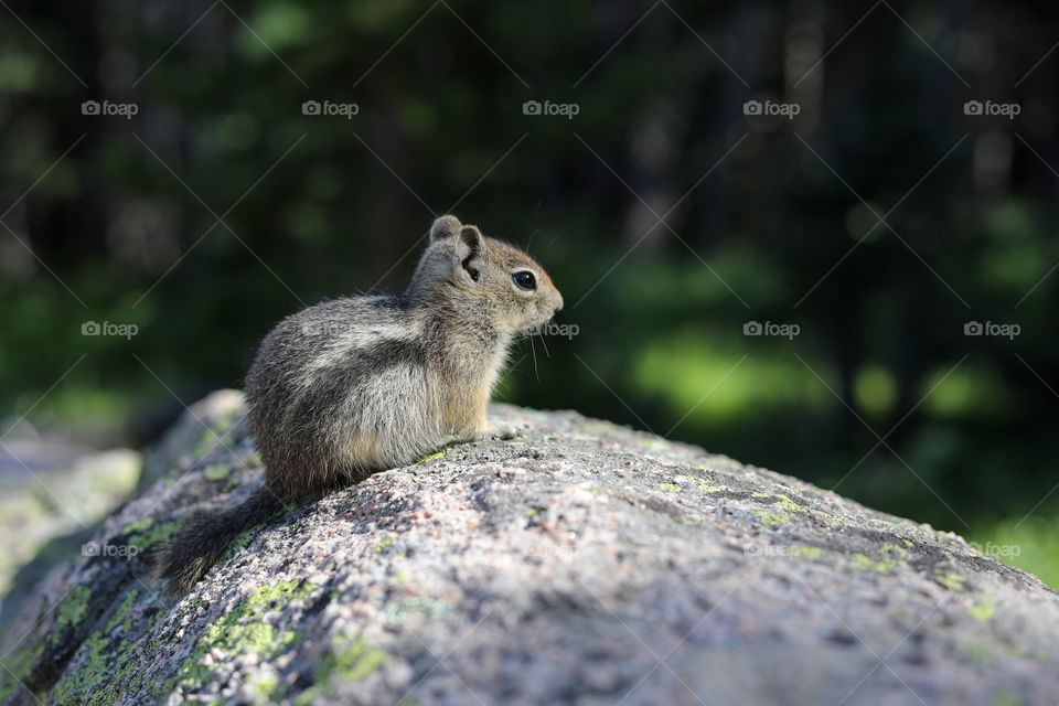 Golden-Mantled Ground Squirrel sitting on a boulder, with green trees as background. Dream Lake, Rocky Mountain National Park, Colorado, USA.