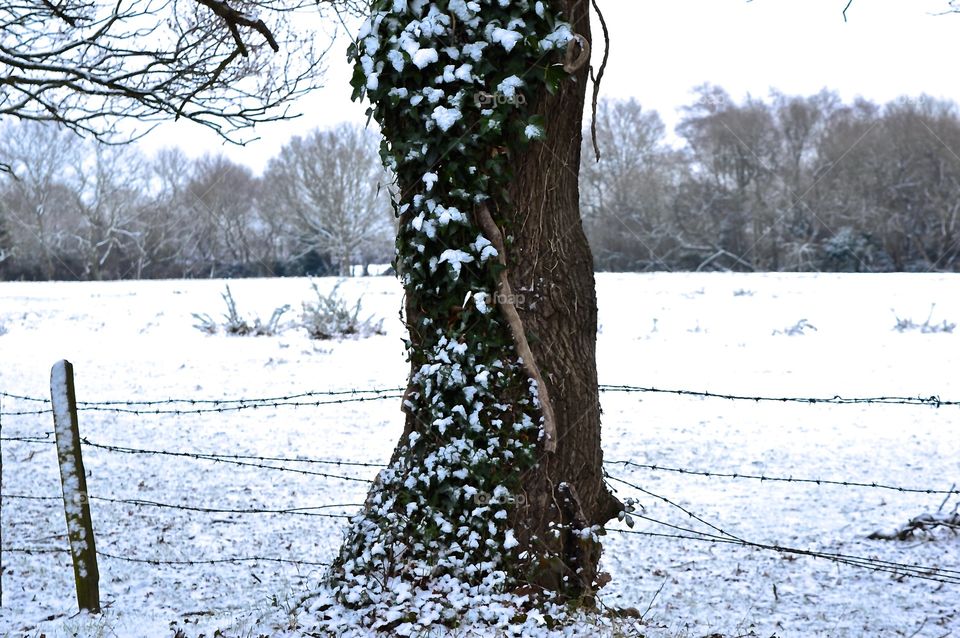 snow and tree