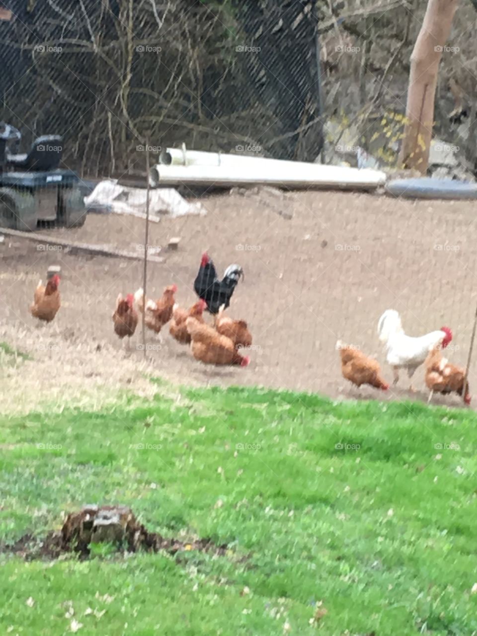 Chickens