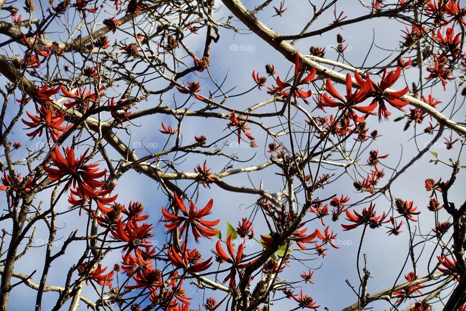 Red flowering tree called Indian Coral Tree.
