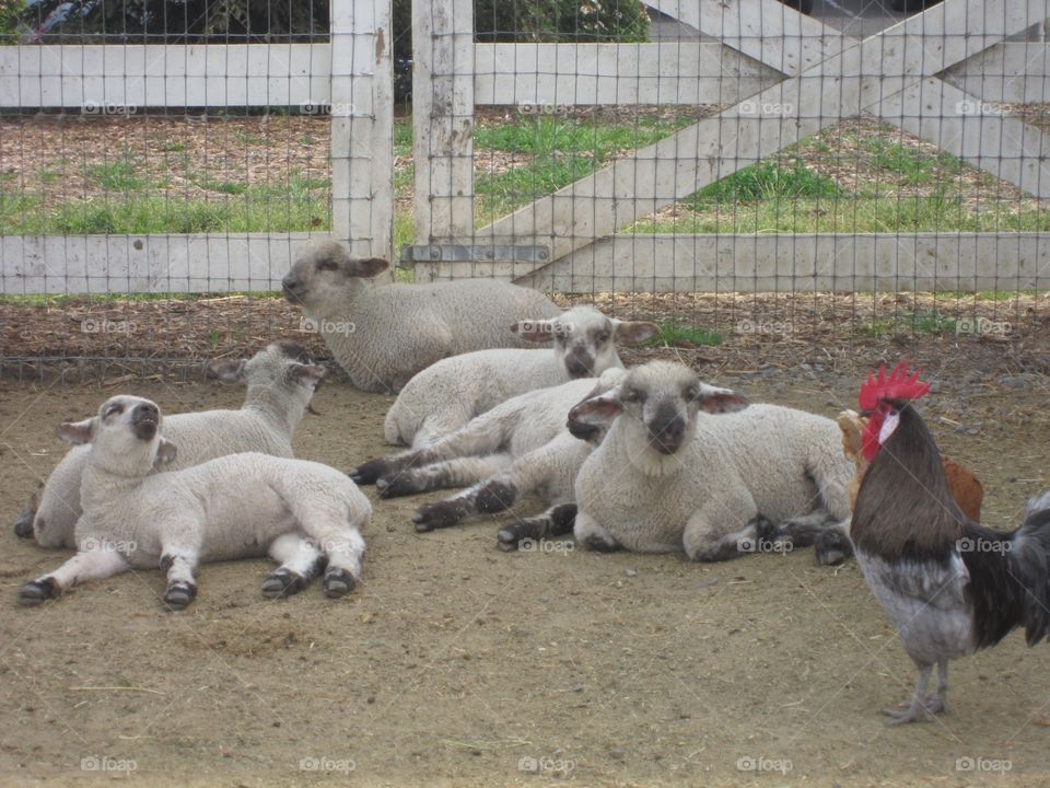 sheep