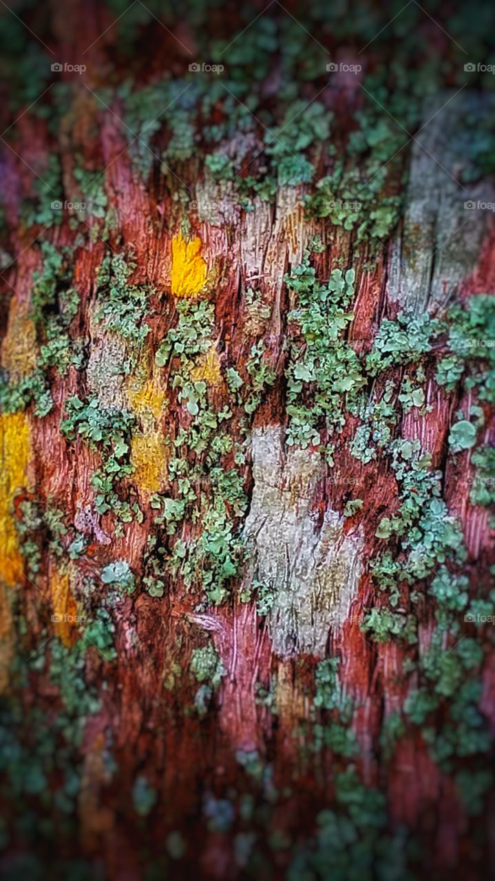 Nature's amazing palette of color as this tree bark has such vibrant lichen and a hint of moss to finish it off!