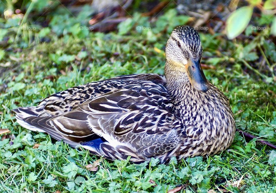 A female mallard poses beautifully for a photo.