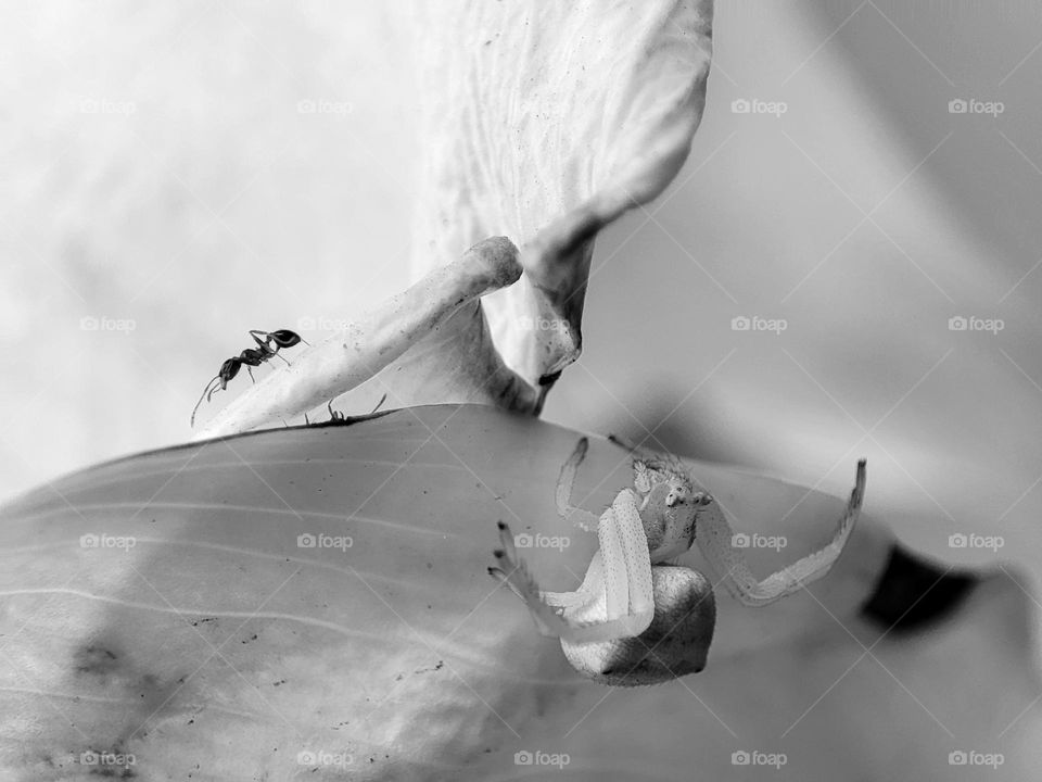 Spider and ant on flower