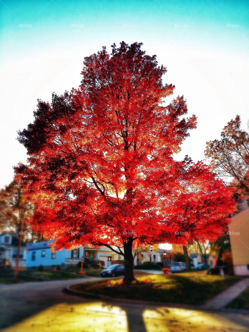 Glowing Autumn Trees