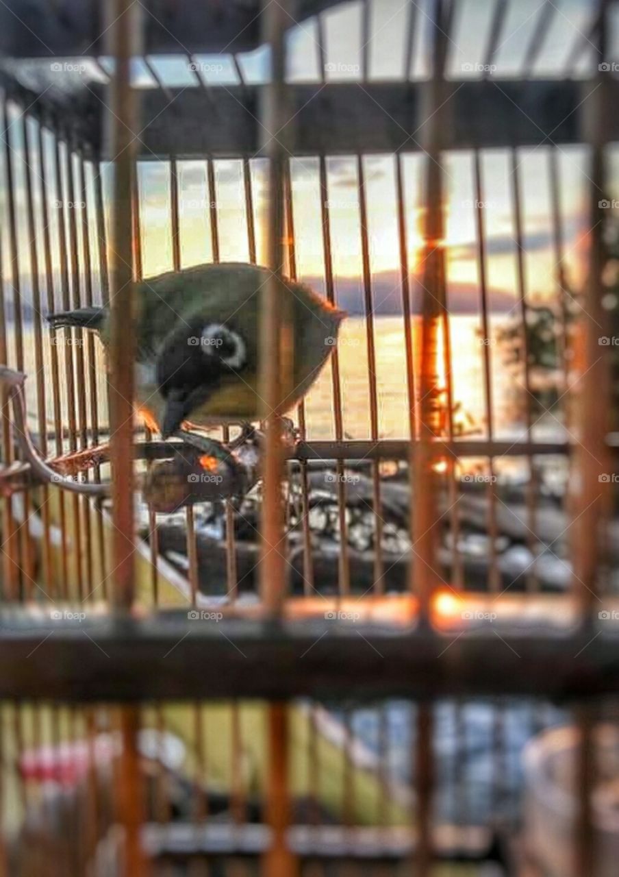 Black Crowned White Eyes Bird