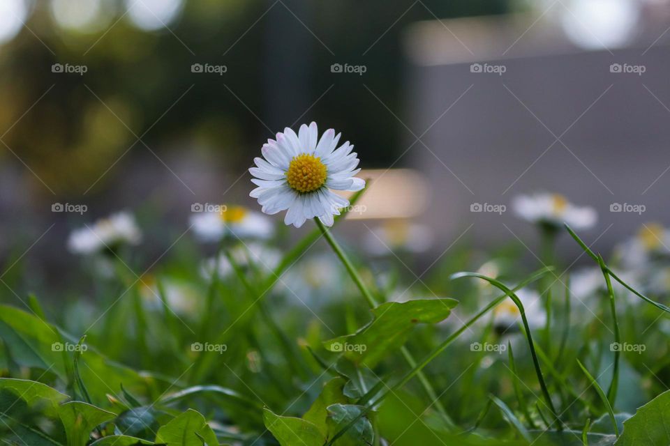 Daisy