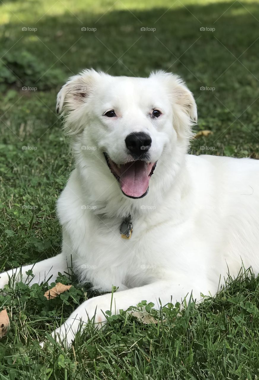 Fluffy white dog