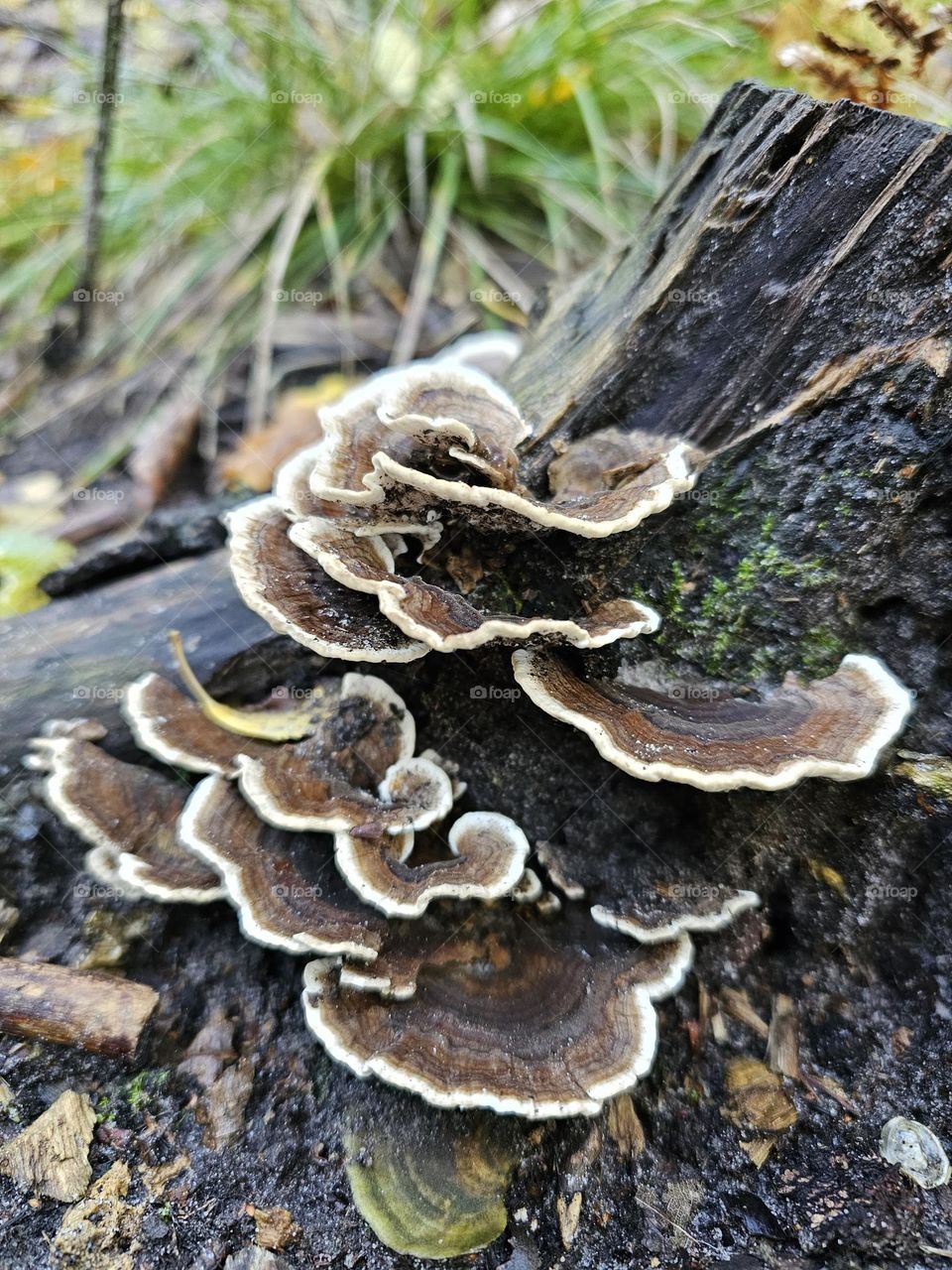 mushroom in the forest