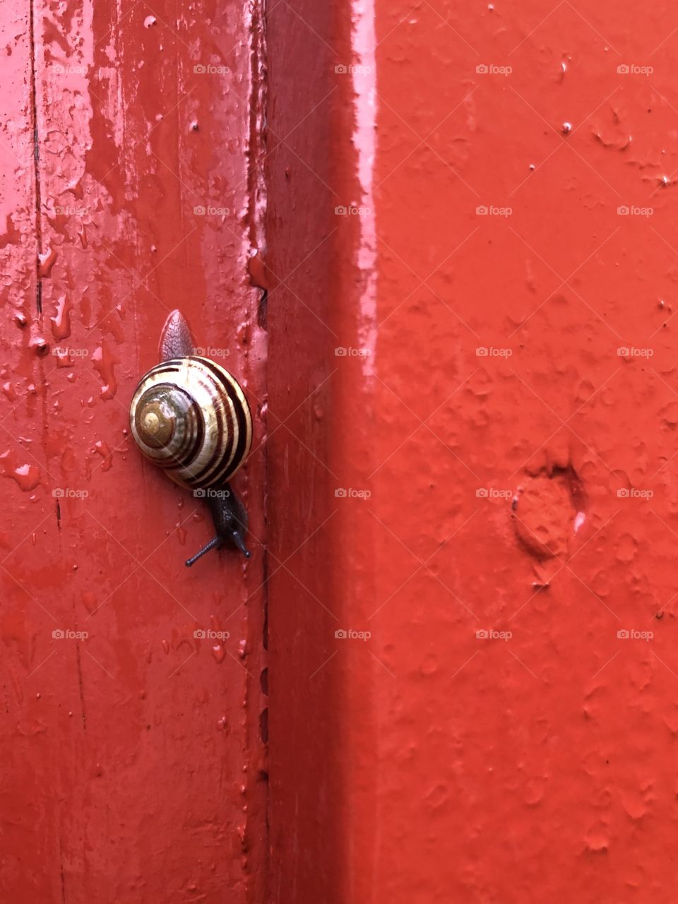 Small snail moving slowly on red wooden fence 