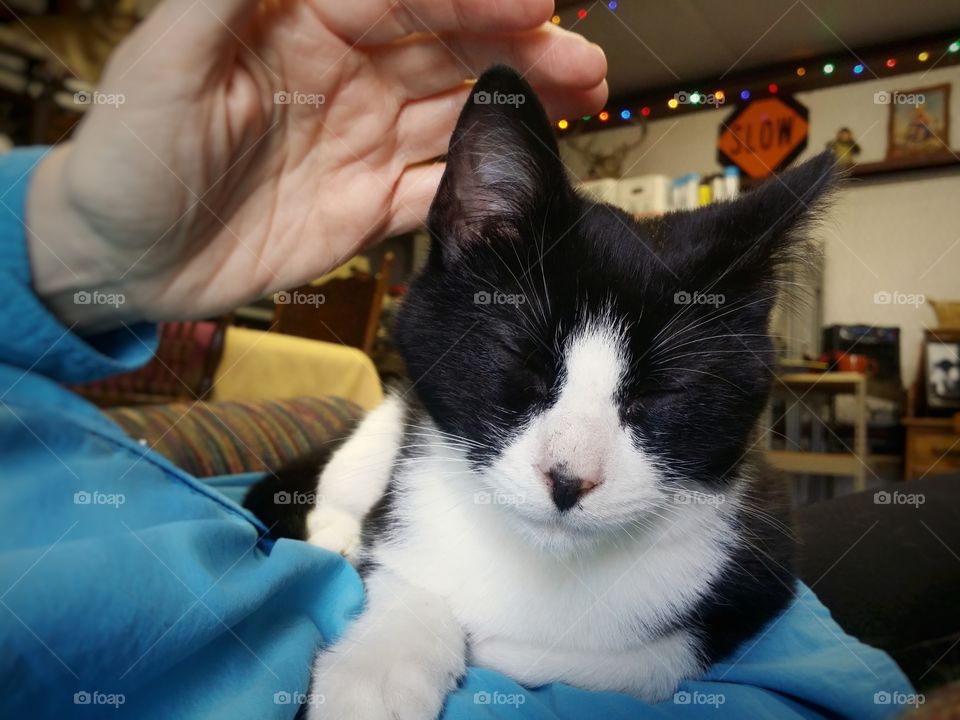 Petting a Black and White Cat