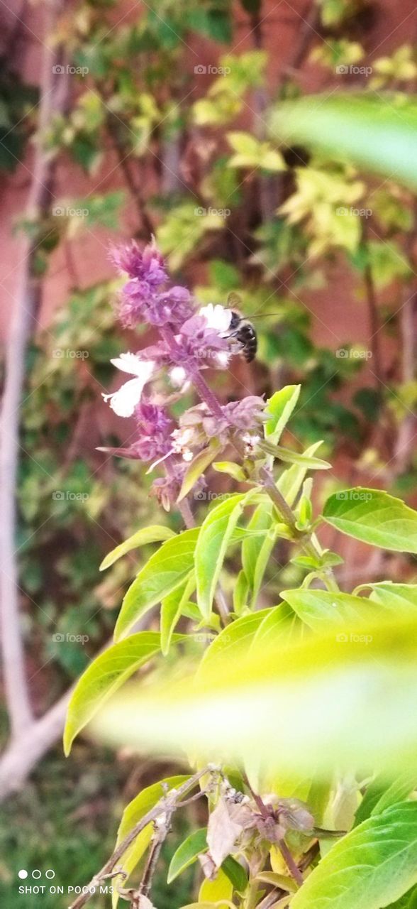 beautiful bee on flower