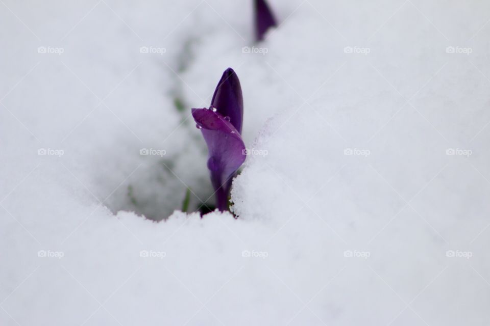 Crocus