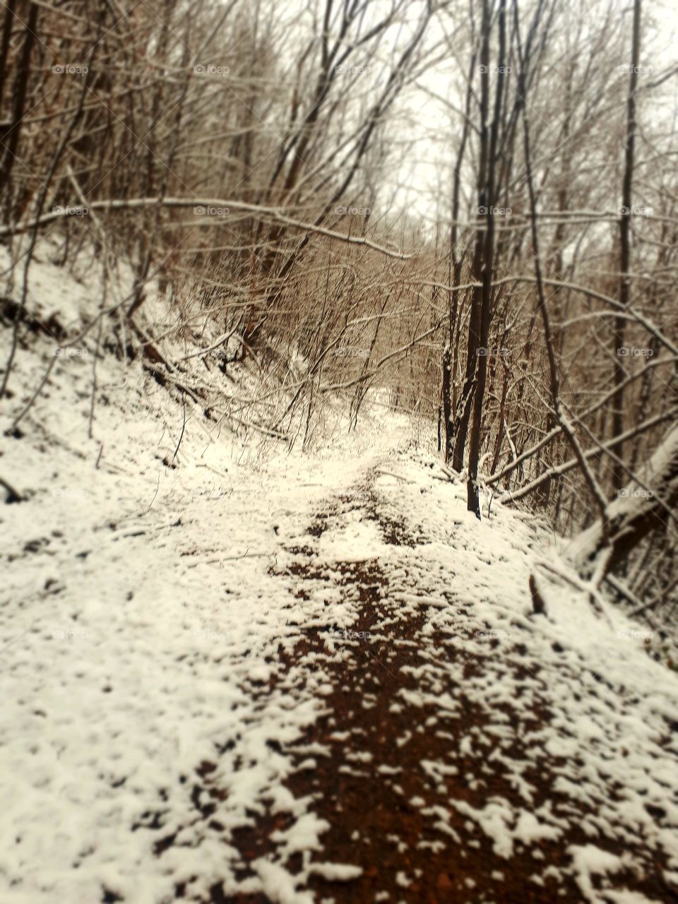 walk through the woods by taking the first snow