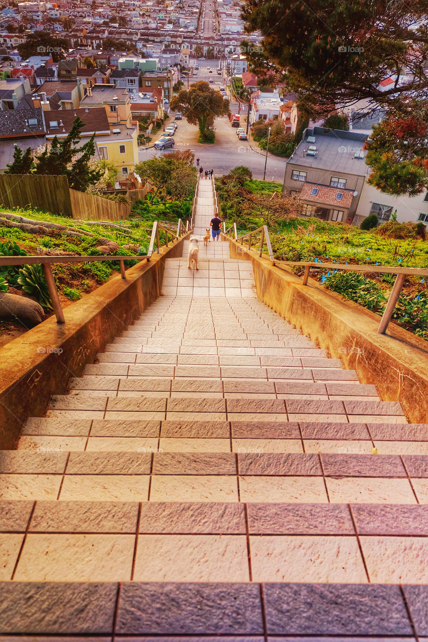 A man walking his dogs down the tiled Moraga stairs in San Francisco, CA. 