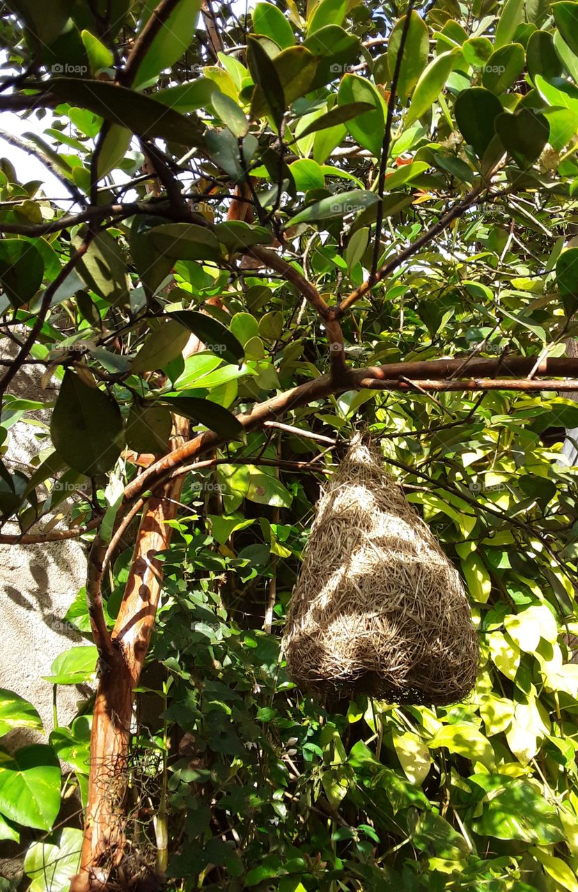 Baya weaver nest, nest is primarily used for breeding they may also be reused in the non breeding season for roosting and some special build special dormitory nests.