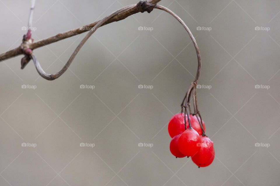 Red berries hanging from a branch 