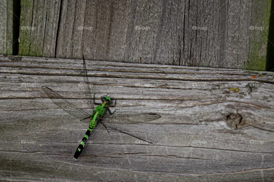 green dragonfly on a fence