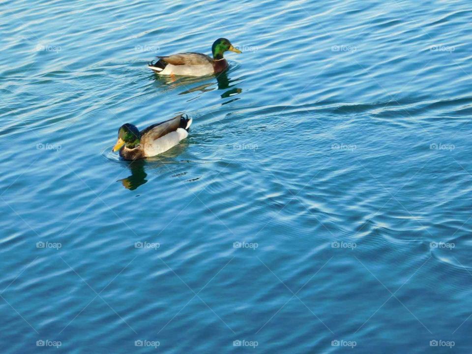 ducks in their natural habitat