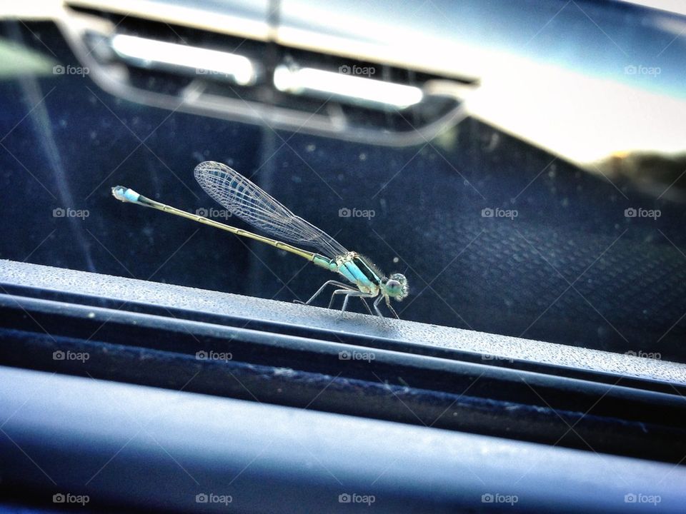 Baby Dragonfly