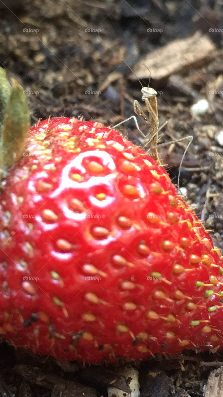 Praying mantis on strawberry 