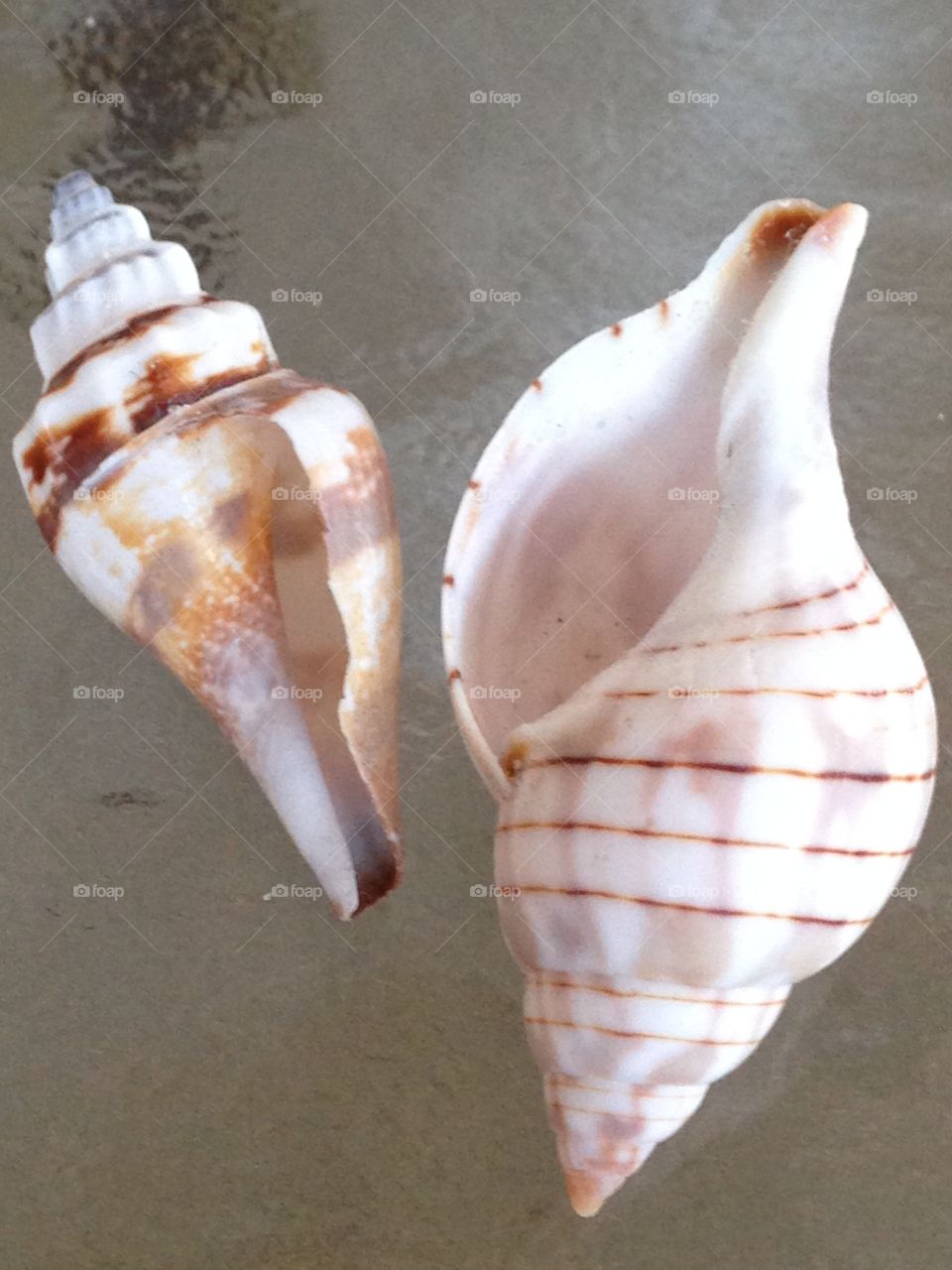 Sea shells 