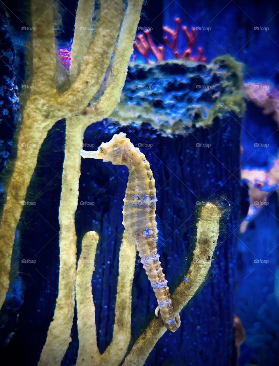 Seahorse 