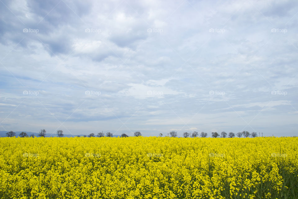 Field of oilseed crops