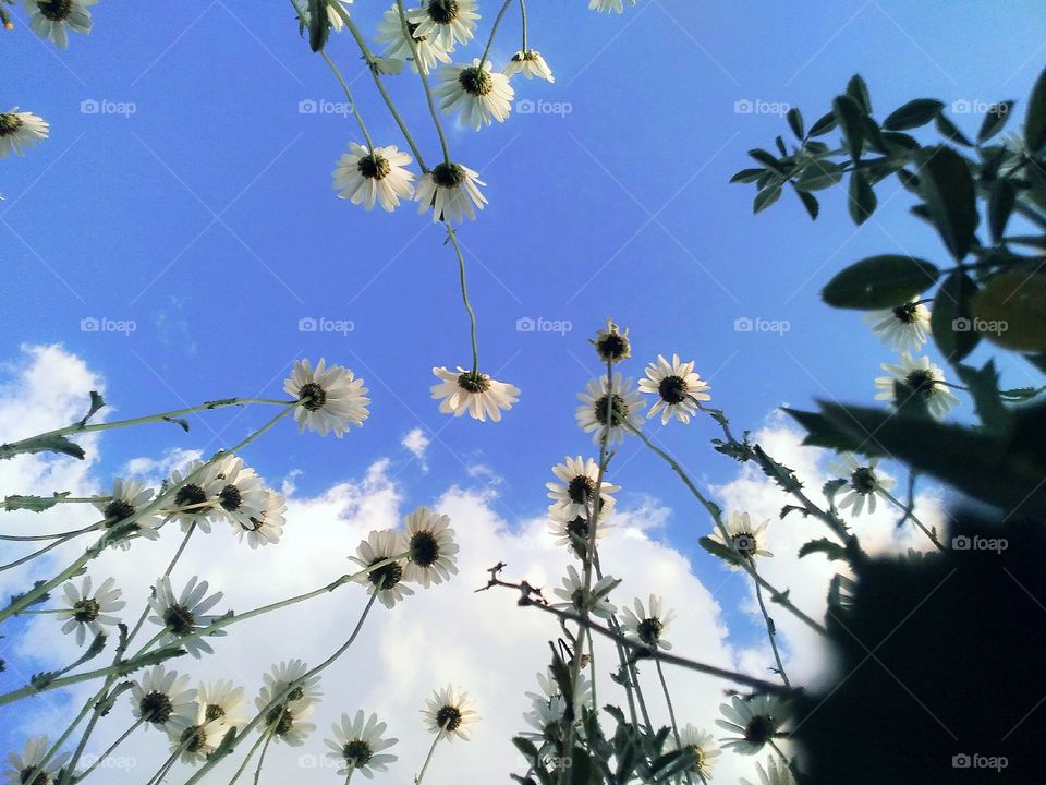 daisies under the blue sky