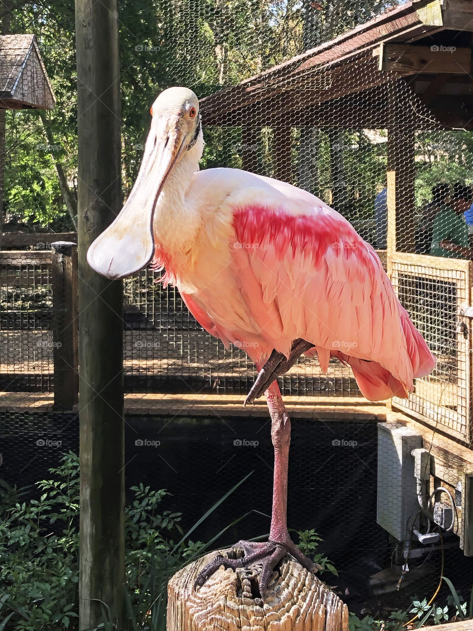 One legged Roseate Spoonbill at Homosassa Springs Wildlife State Park