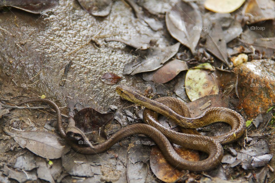 Beautiful and dangerous snake.