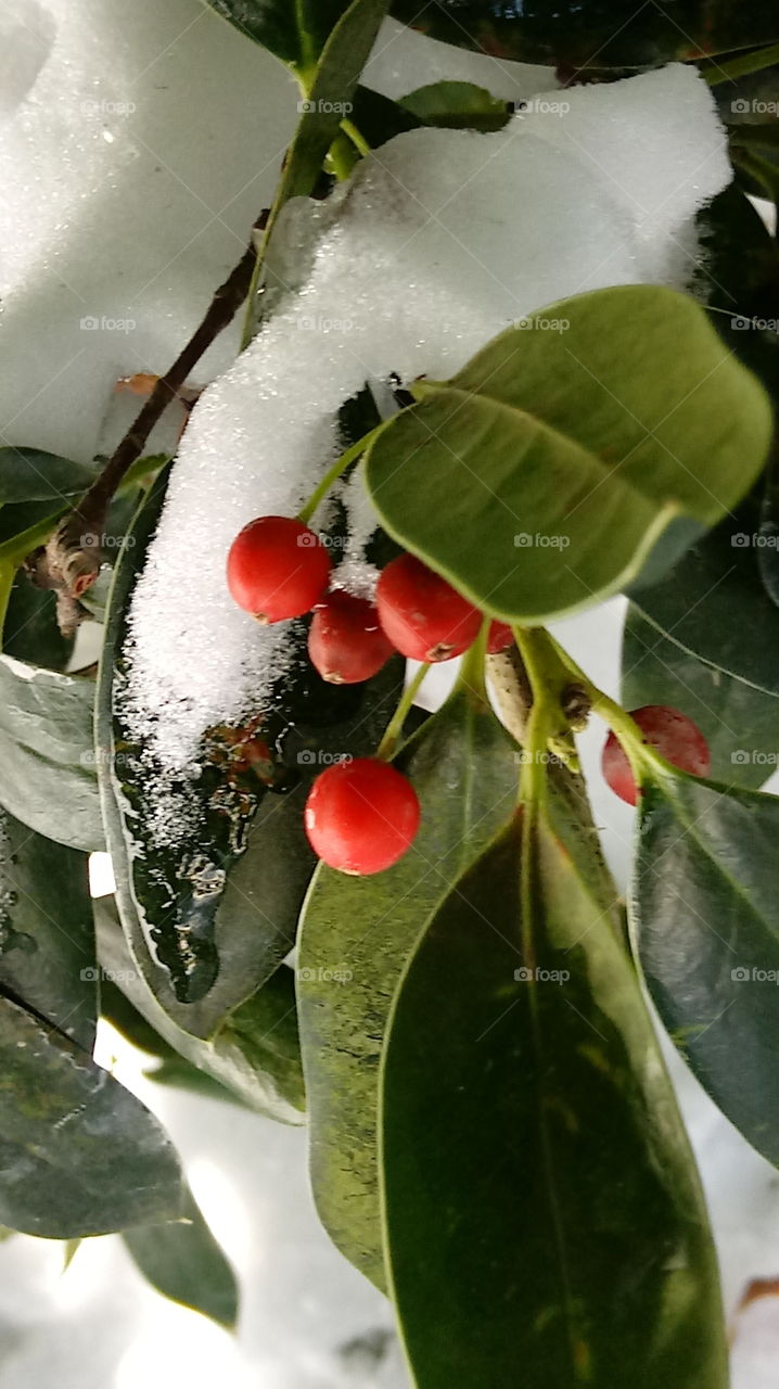 snowy holly