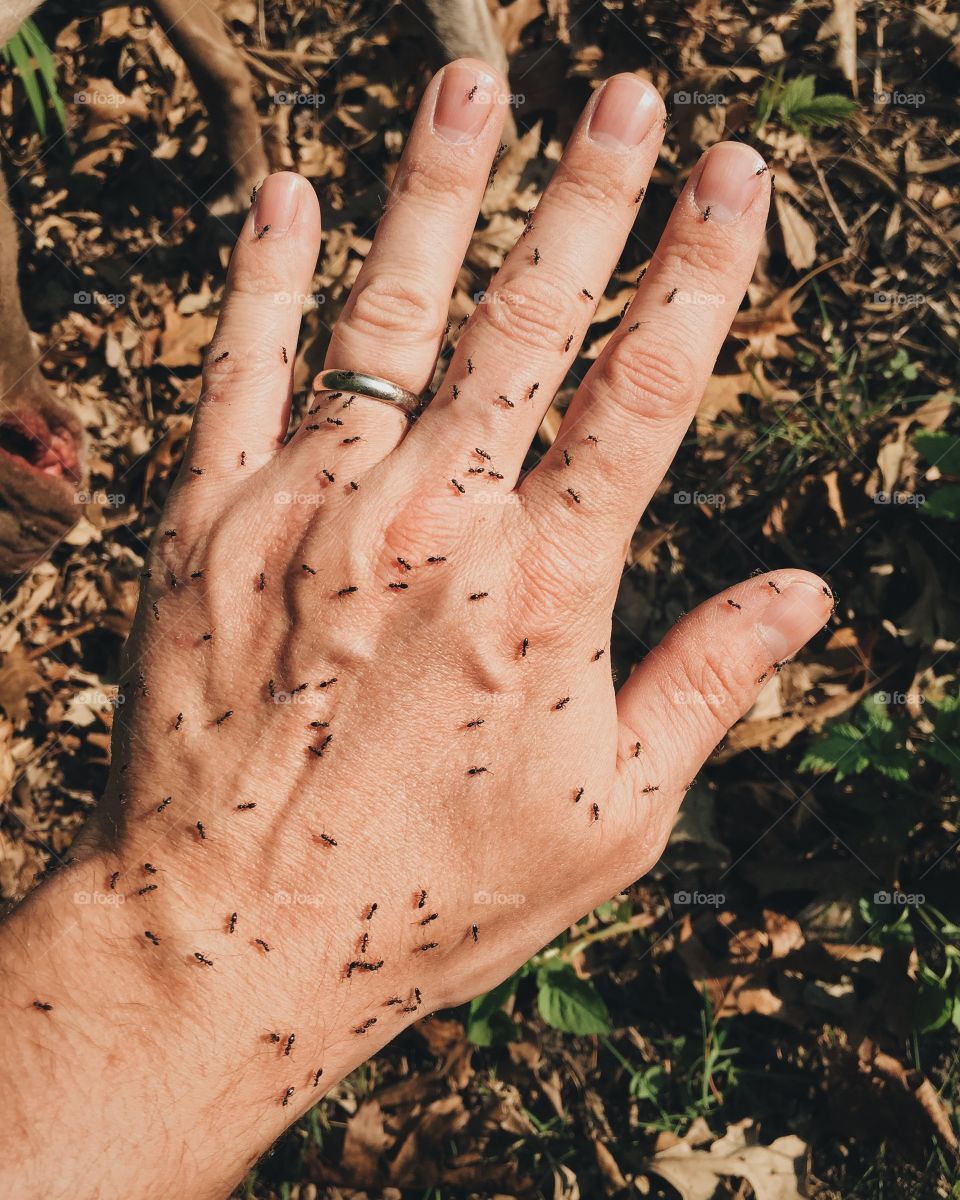 Digging in the garden, surprised by ants crawling on hand
