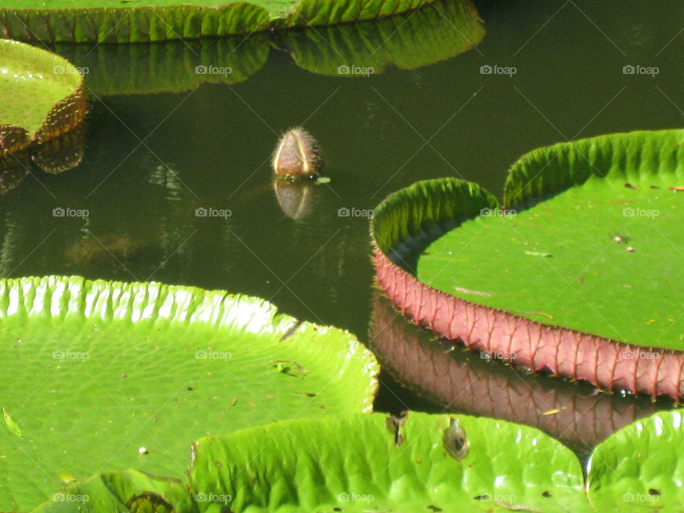 Water lilies plates
