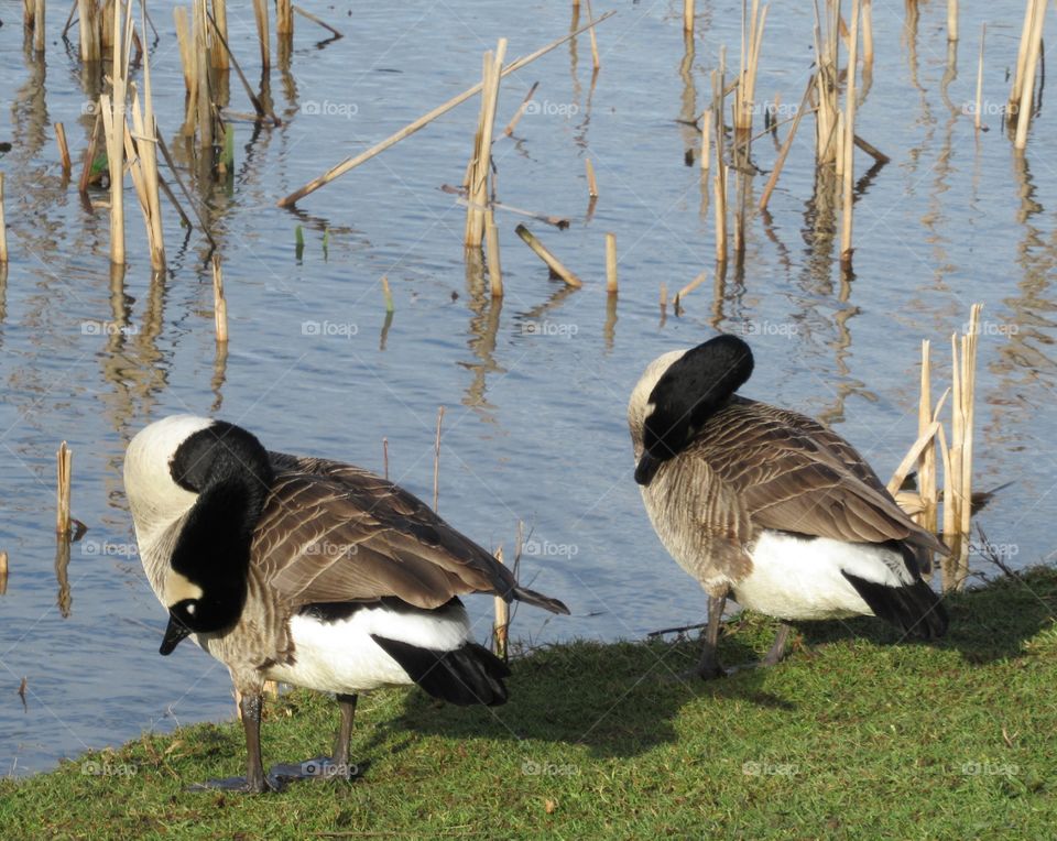 canada geese by lakeside preening their feathers