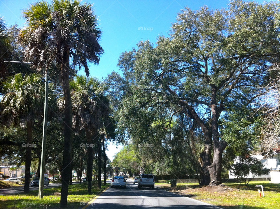 car tree palm trees by cable
