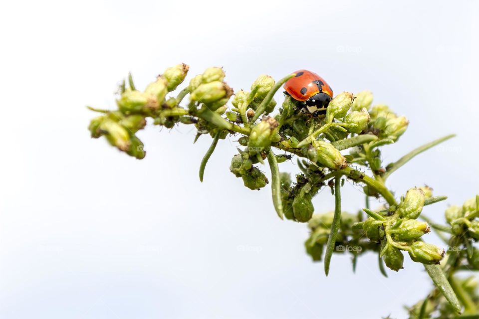 ladybug and aphids