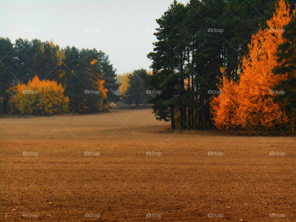 View of autumn trees